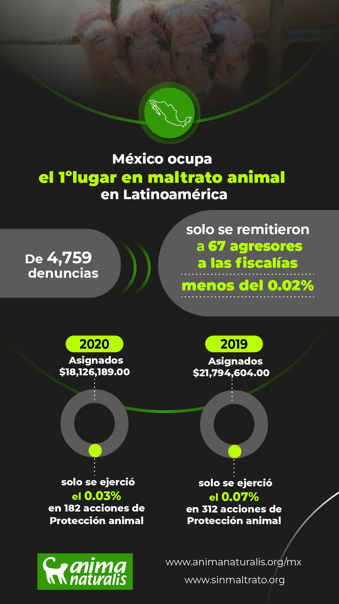 México: en el primer lugar de maltrato animal